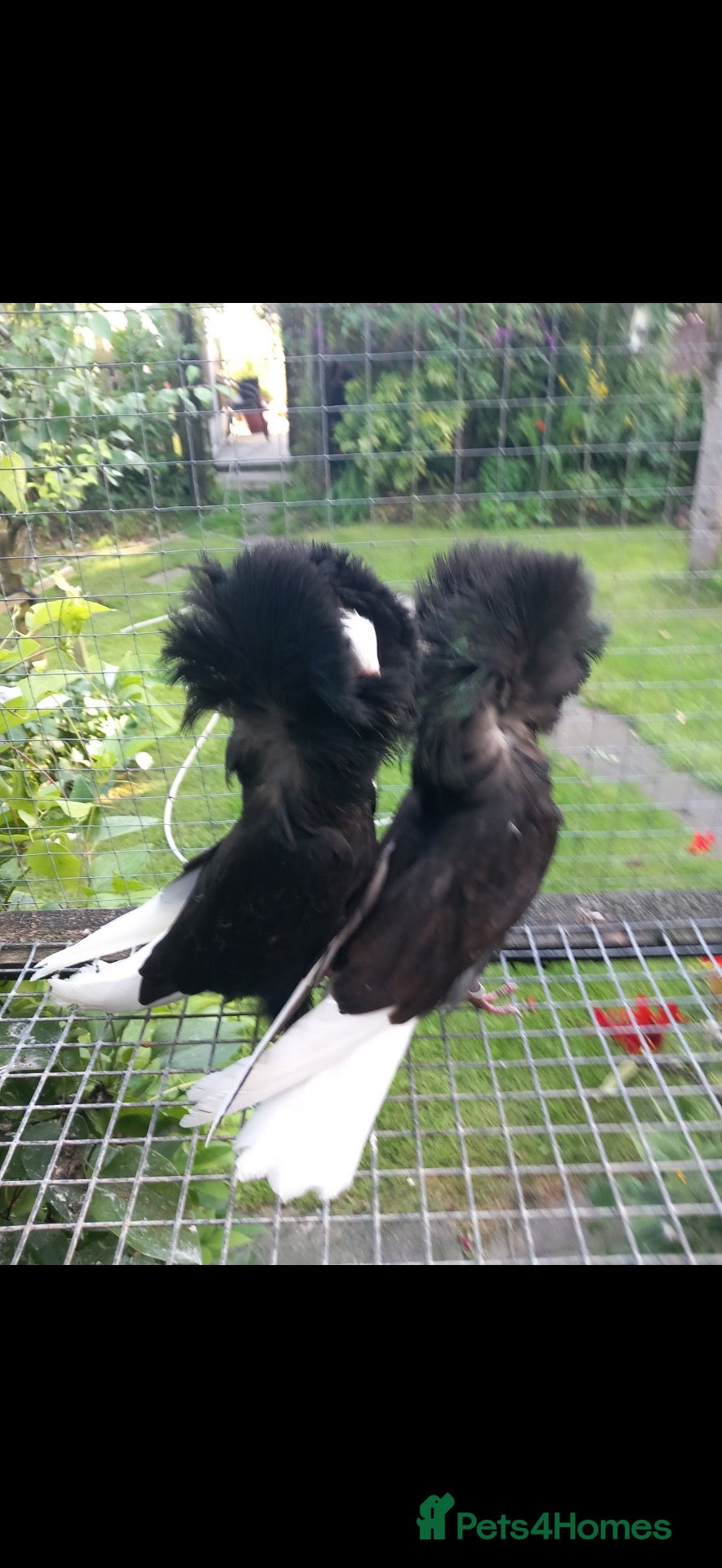 Pigeons birds Beautiful Quality Pigeons Healthy & Well Cared For - Advert 1