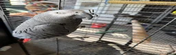 Parrots birds for sale: African grey  in Nottingham - Advert 3