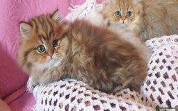 Persian cats for sale: 💖Beautiful Pedigree Chinchilla Persian Kittens. - Advert 9