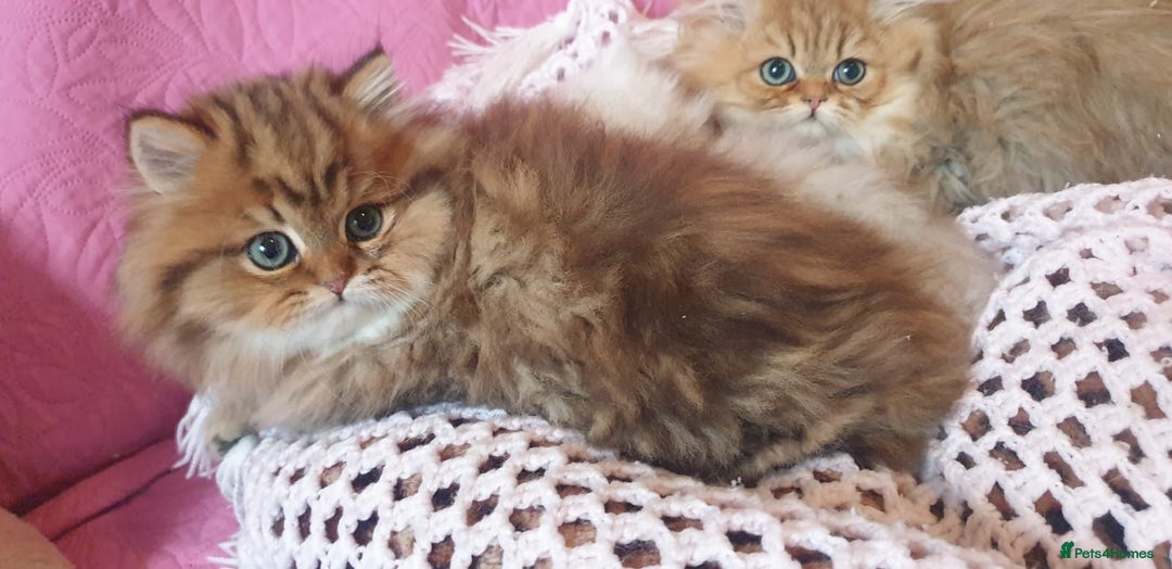 Persian cats for sale: 💖Beautiful Pedigree Chinchilla Persian Kittens. - Advert 9