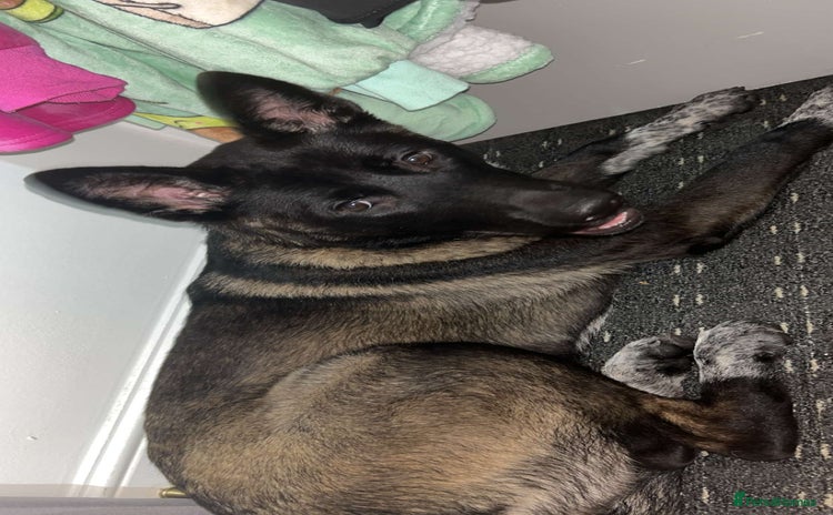 Huskita dogs - Advert 3