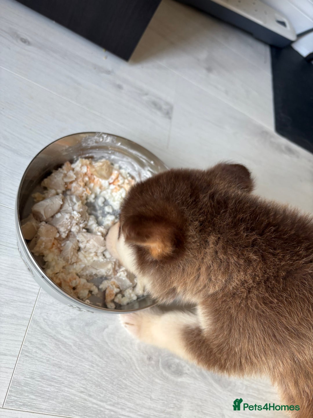 Mixed Breed dogs for sale: Dakota and Akila - Advert 3