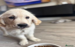 Golden Retriever dogs for sale: stunning KC reg male pup  - Image 1