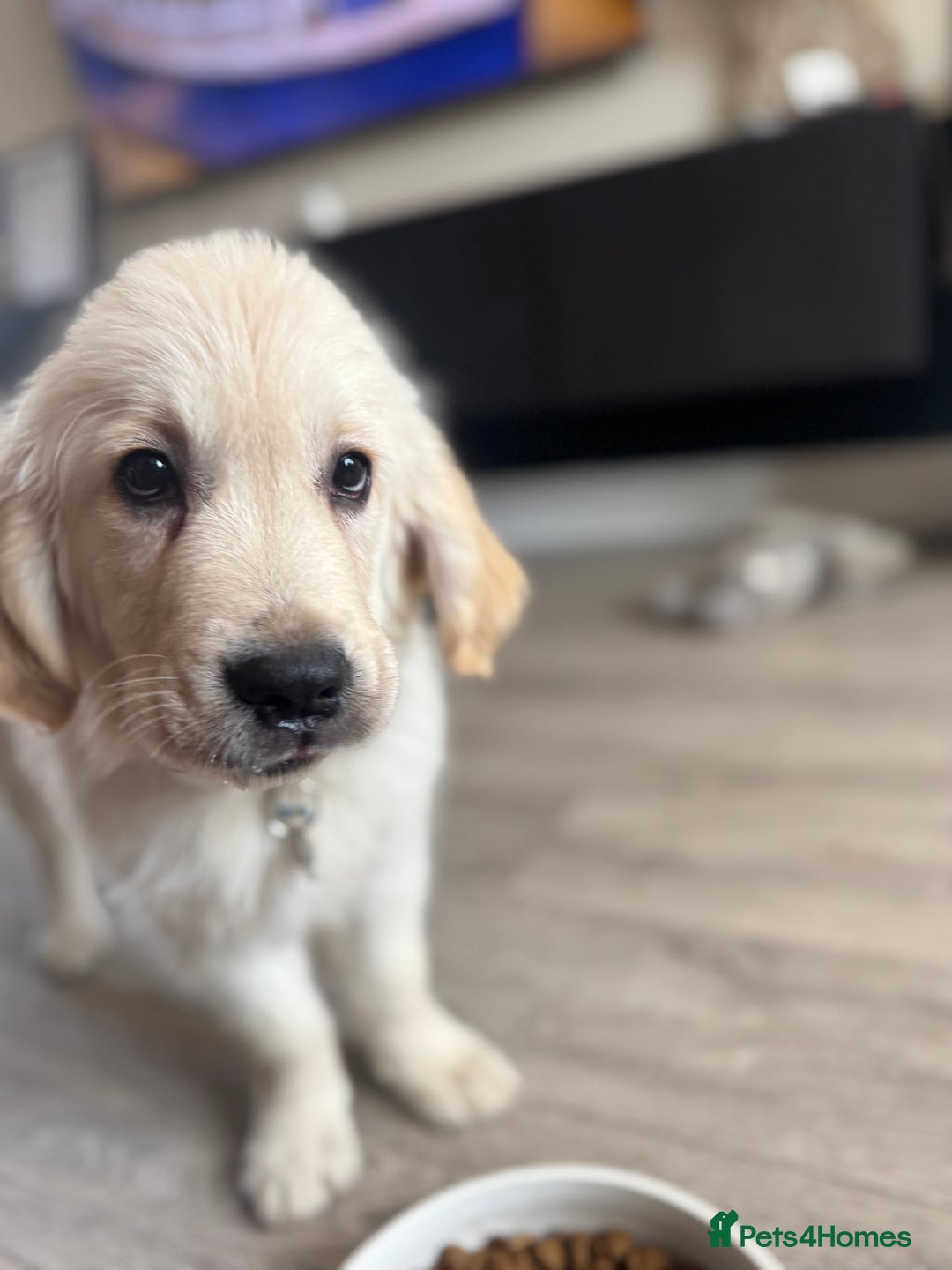 Golden Retriever dogs for sale: stunning KC reg male pup  - Image 1