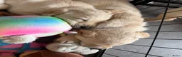 Goldador dogs for sale: Beautiful Goldador Puppies  - Advert 3
