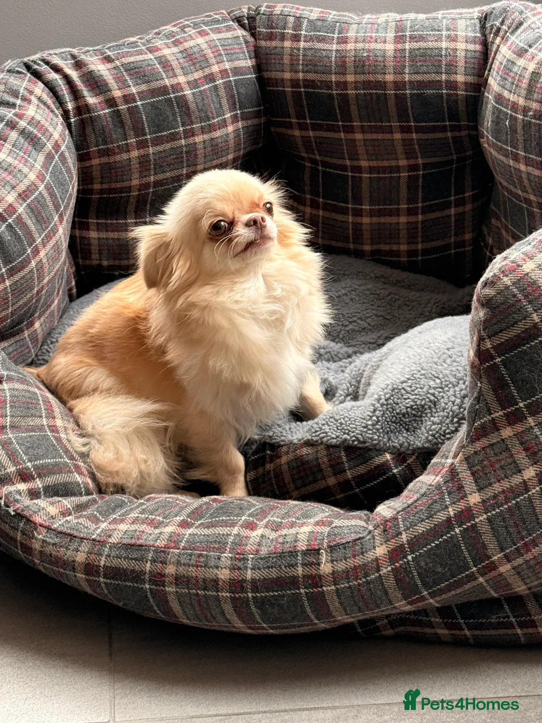 Chihuahua dogs for sale: Long haired Chihuahua  - Advert 5