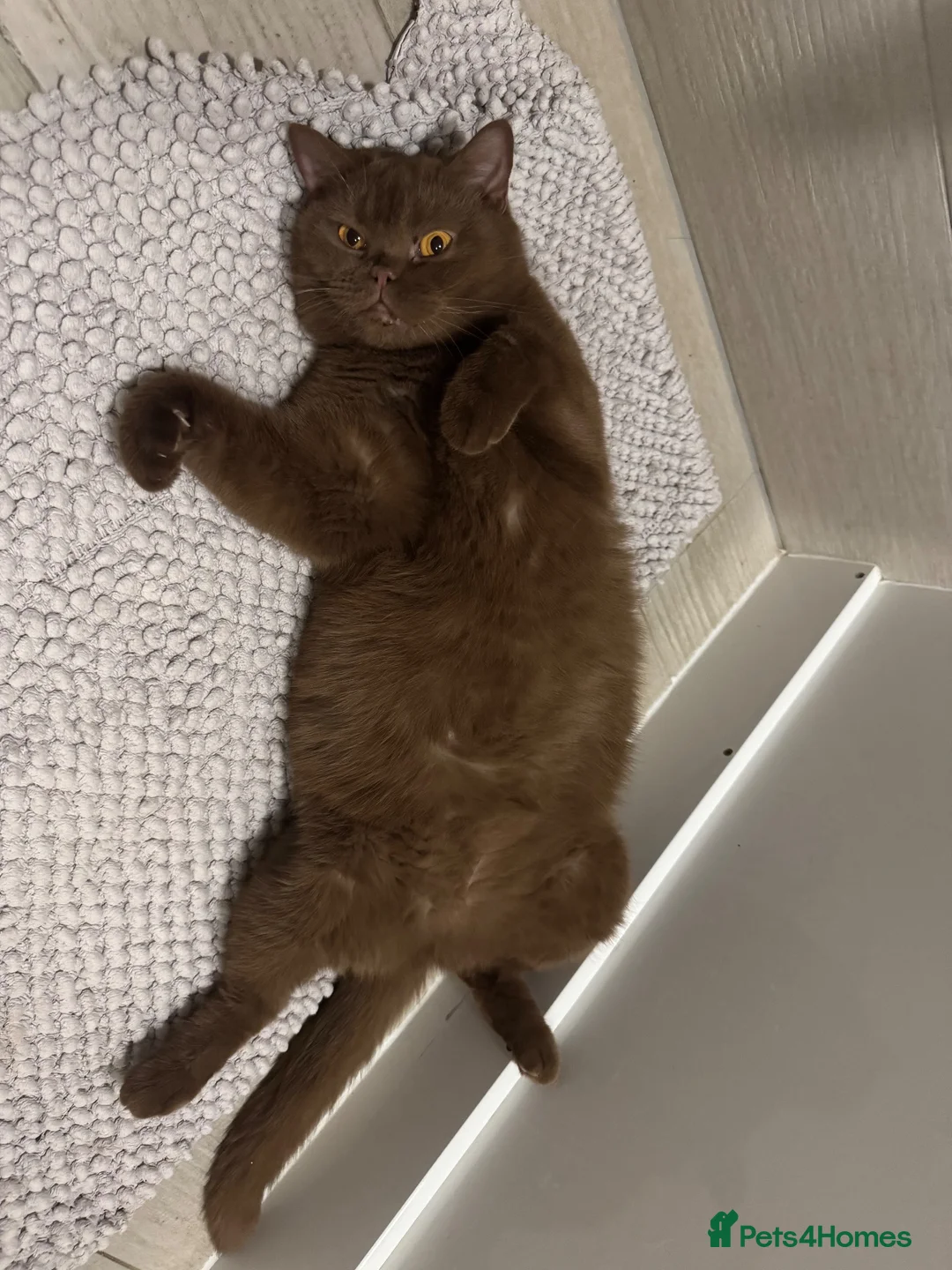 British Shorthair cats for sale: 🐾🤎 **STUNNING CINNAMON BRITISH SHORTHAIR GIRL - Advert 7