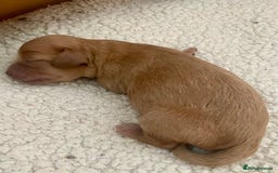 Cavapoo dogs for sale: Cavapoo - Image 28