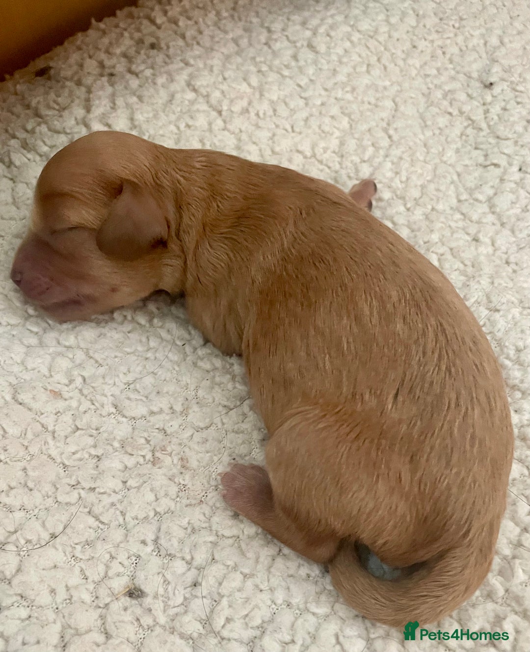 Cavapoo dogs for sale: Cavapoo - Image 28