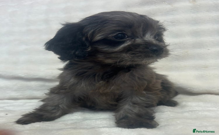 Cavapoo dogs - Advert 3