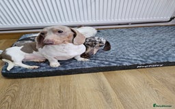 Dachshund dogs for sale: 2 Loving Miniature Dachshunds–Must Stay Together - Image 25