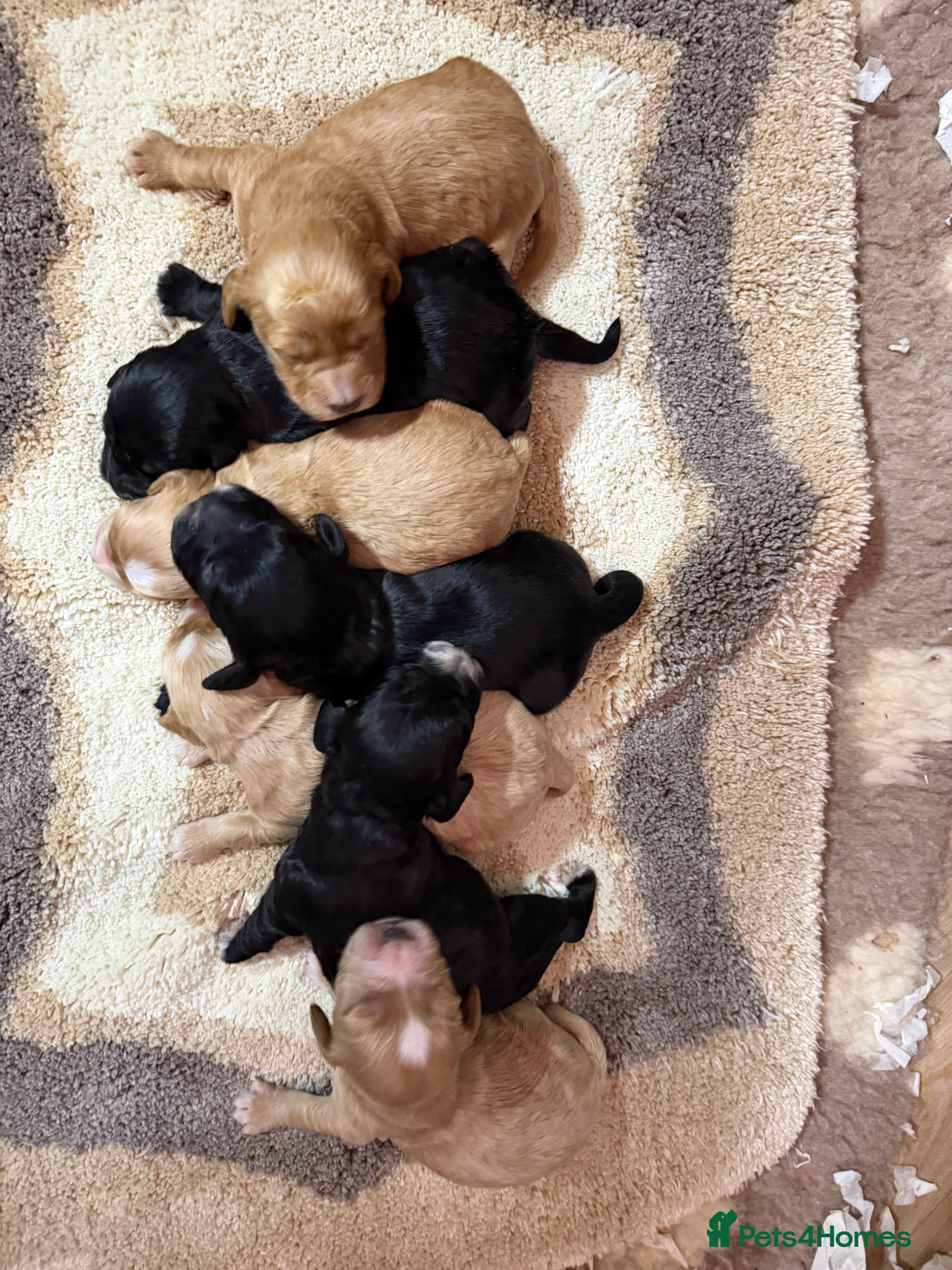 Cockapoo dogs F1 mini cockapoos health tested parents  - Advert 5