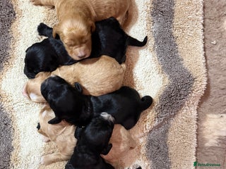 Cockapoo dogs F1 mini cockapoos health tested parents - Advert 18