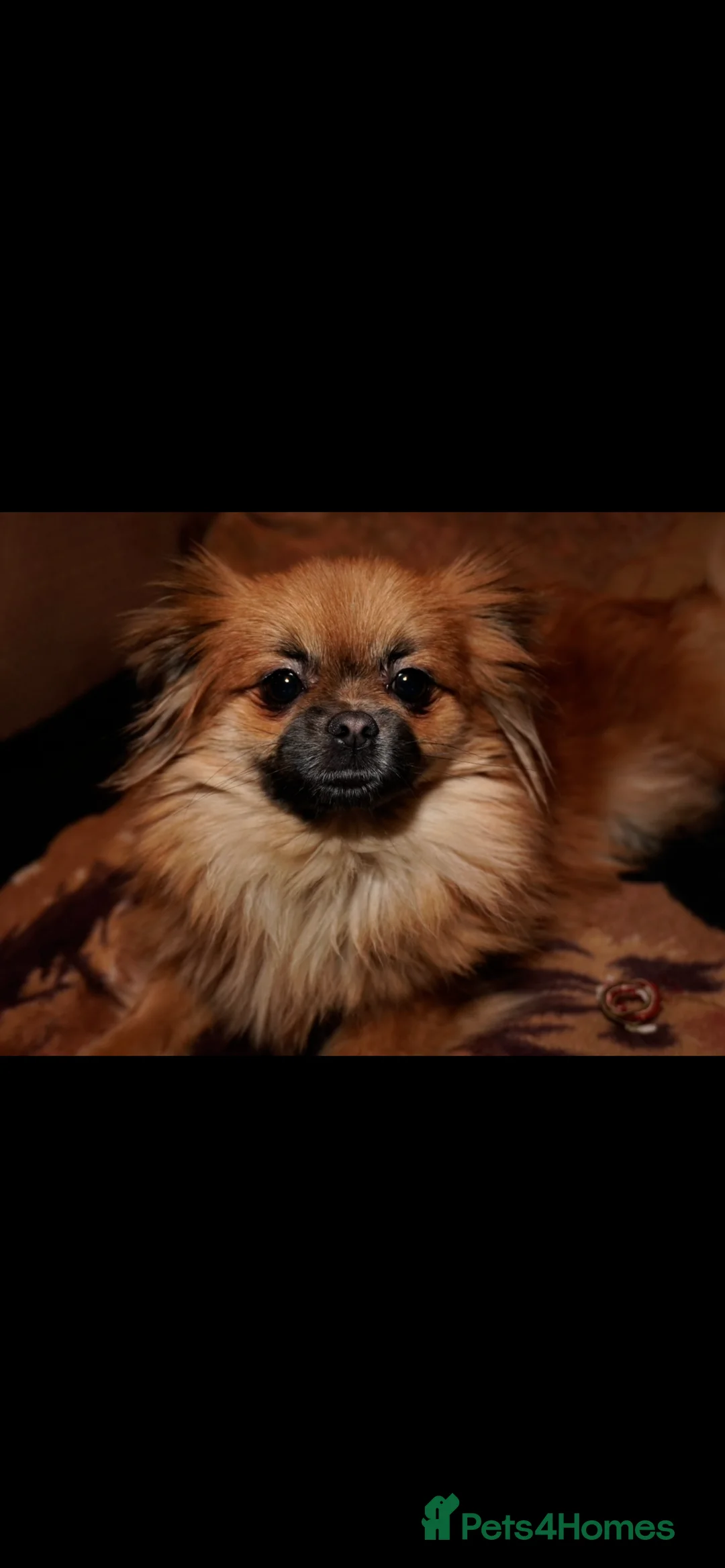 Mixed Breed dogs for sale: 4 tiny Pomeranian Yorkies puppies 9 week old - Advert 16