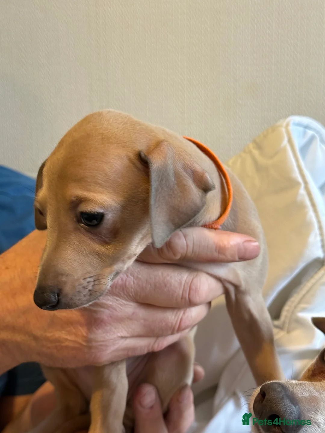 Italian Greyhound dogs for sale: KC Italian greyhound 4 boys available  - Advert 5