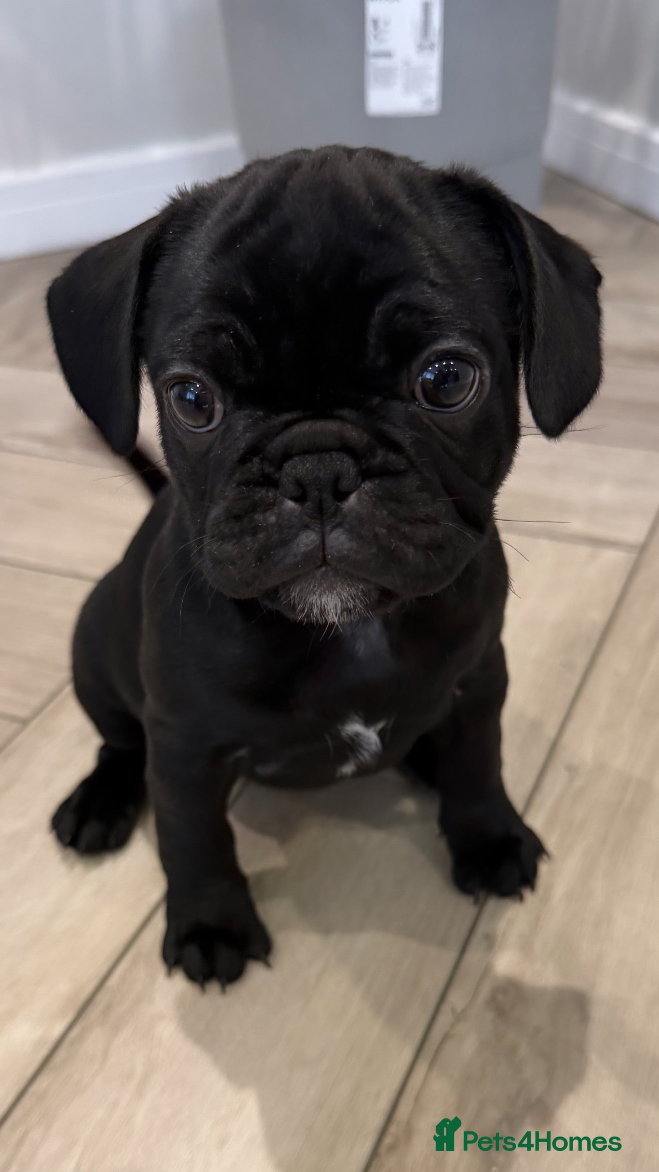 Frug dogs Beautiful Frug Puppies - Advert 18