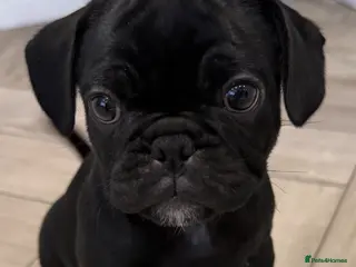 Frug dogs Beautiful Frug Puppies - Advert 18