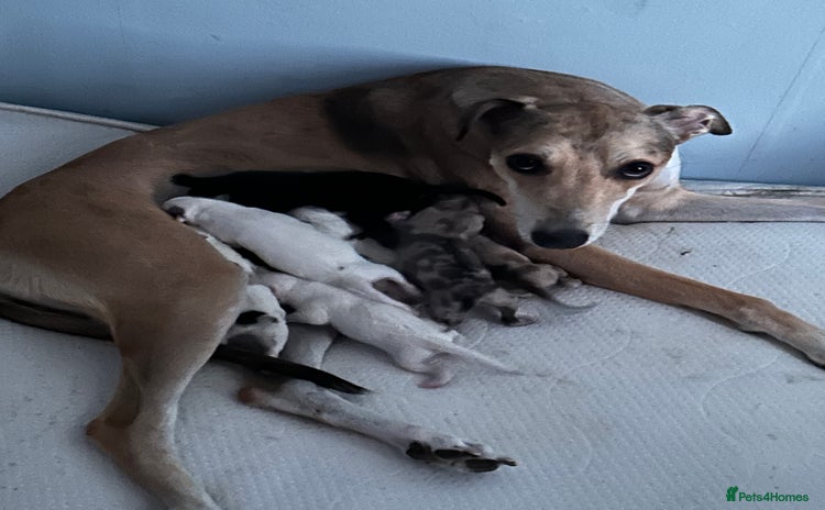 Lurcher dogs - Advert 1