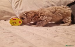Maltipoo dogs for sale: F1 tiny maltipoo teddies  - Image 6