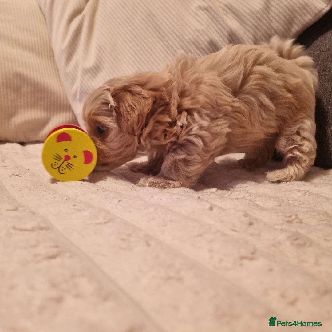 Maltipoo dogs for sale: F1 tiny maltipoo teddies  - Image 6