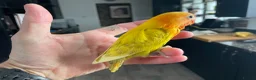 Lovebirds birds for sale: Lovebirds for Sale - Advert 12