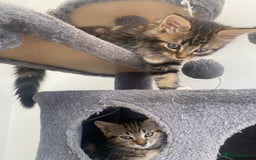 Mixed Breed cats for sale: Adorable kittens looking for their forever home 🐾 - Image 6