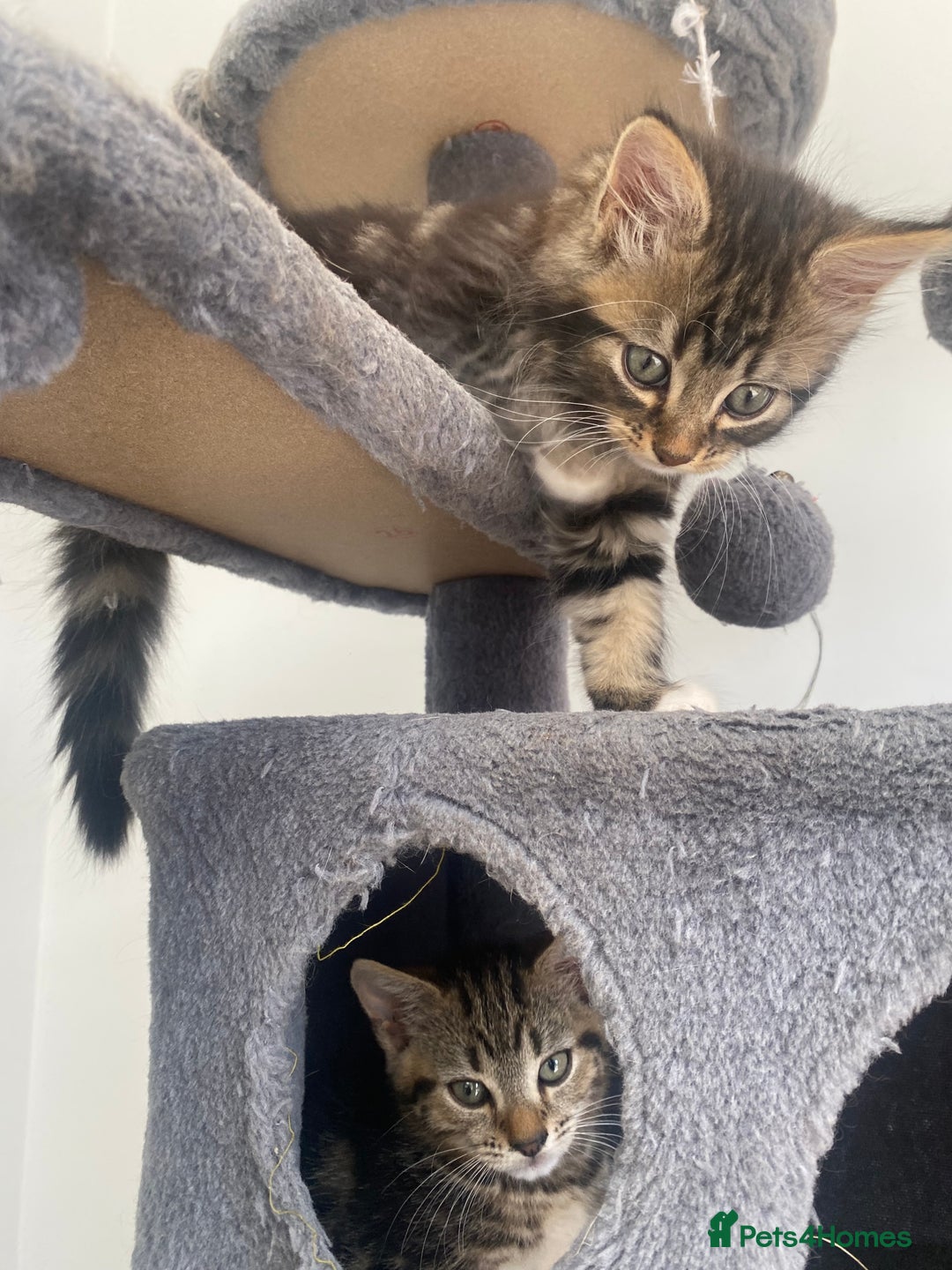 Mixed Breed cats for sale: Adorable kittens looking for their forever home 🐾 - Image 6