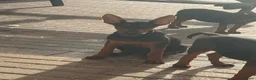 Chinese Red Dog dogs for sale: Chinese red dog puppies  - Advert 5