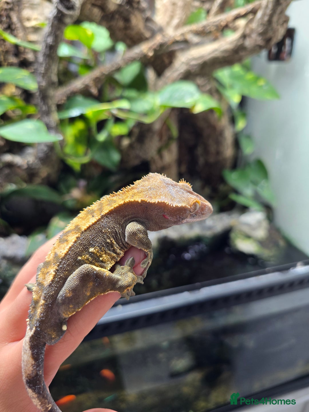 Gecko reptiles for sale: Fully functional Paladarium - Image 8