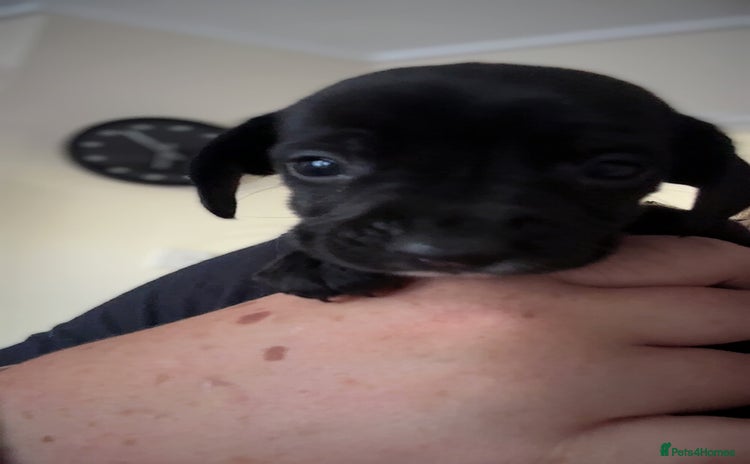 Mixed Breed dogs - Advert 16