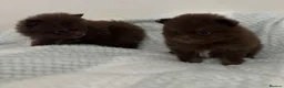 Pomeranian dogs for sale: 🤎 Gorgeous Chocolate & Tan Pomeranian Puppies  - Advert 10