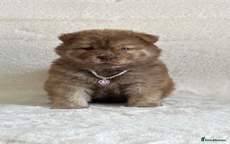 Chow Chow dogs for sale: Exotic colour chowsky puppies for sale  - Image 12