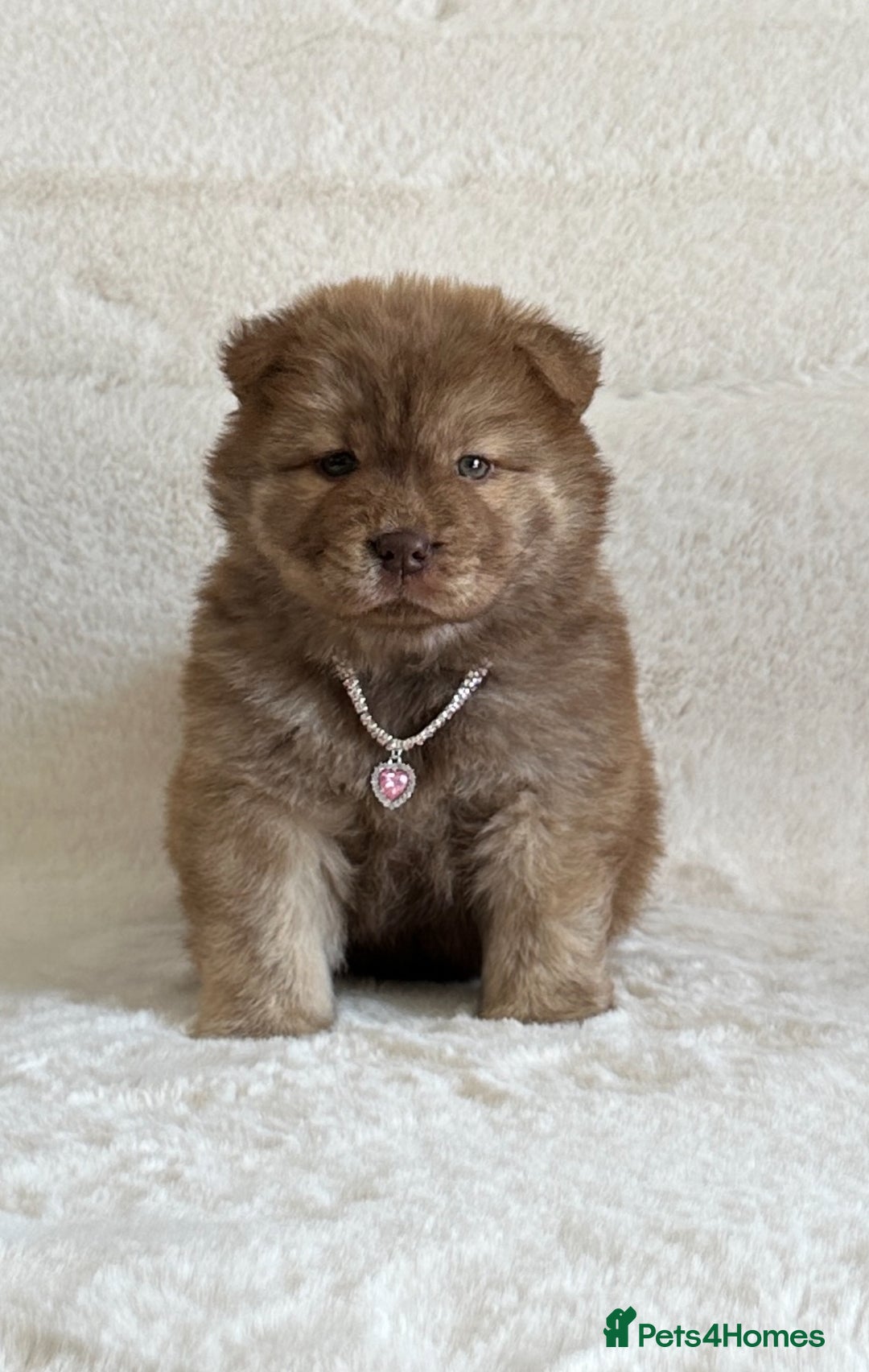 Chow Chow dogs for sale: Exotic colour chowsky puppies for sale  - Image 12