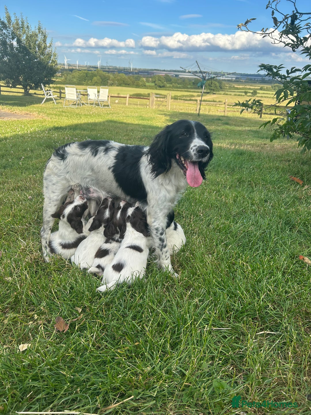 English Springer Spaniel dogs for sale: Springer spaniel pups  in Rugby - Image 2