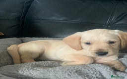 Cockapoo dogs for sale: Ready Now Beautiful litter of cockapoo puppies  - Image 11
