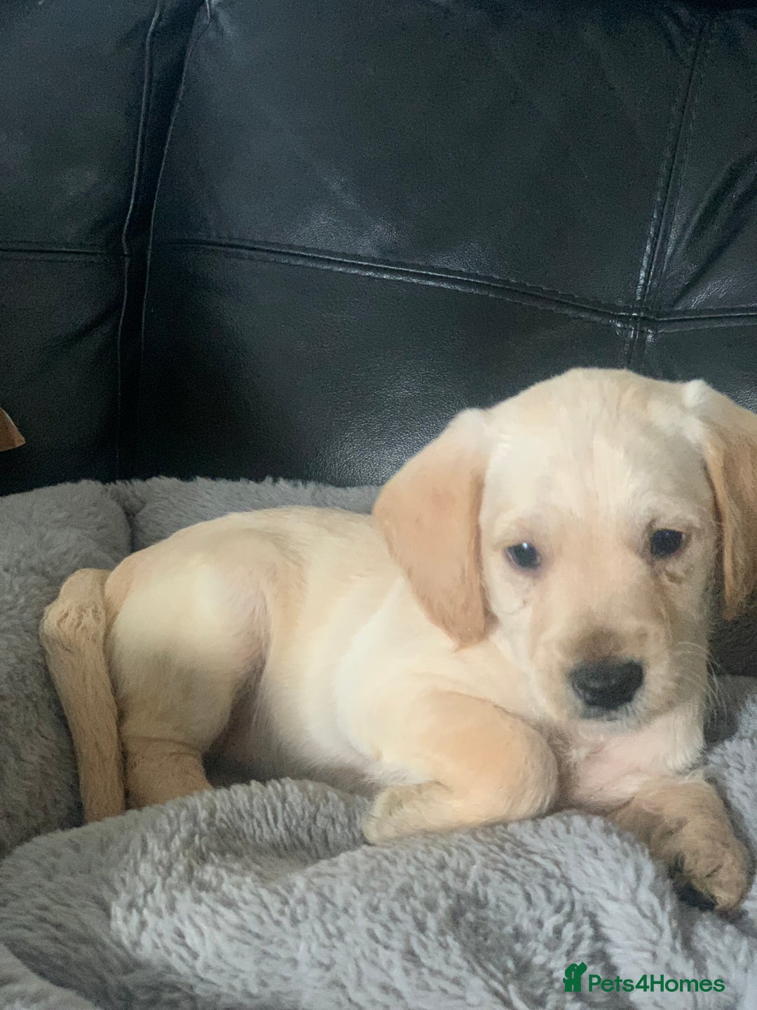 Cockapoo dogs for sale: Ready Now Beautiful litter of cockapoo puppies  - Image 11