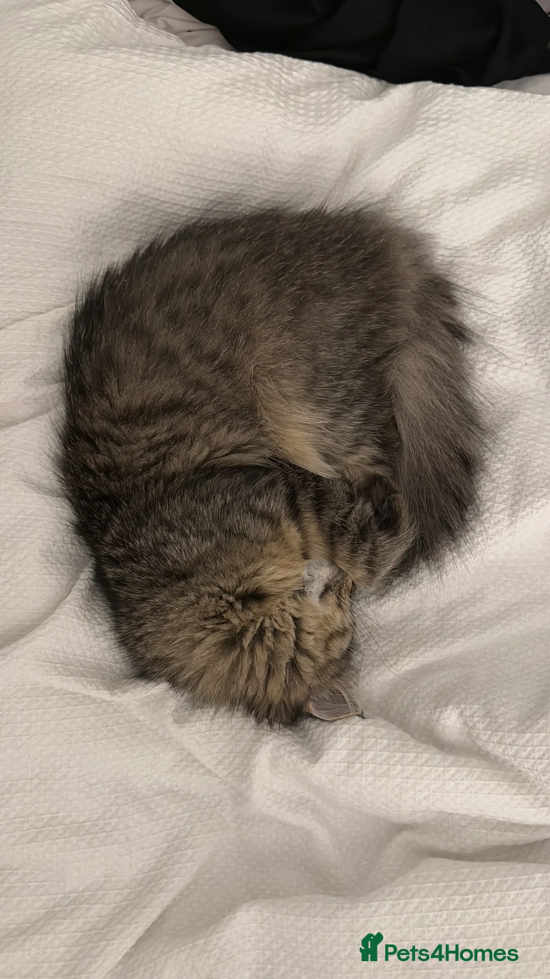 Persian cats for sale: Pure-breed Persian Cat  - Advert 2