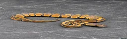Python Snake reptiles for sale: Baby / Juvenile Ball Pythons  - Advert 13