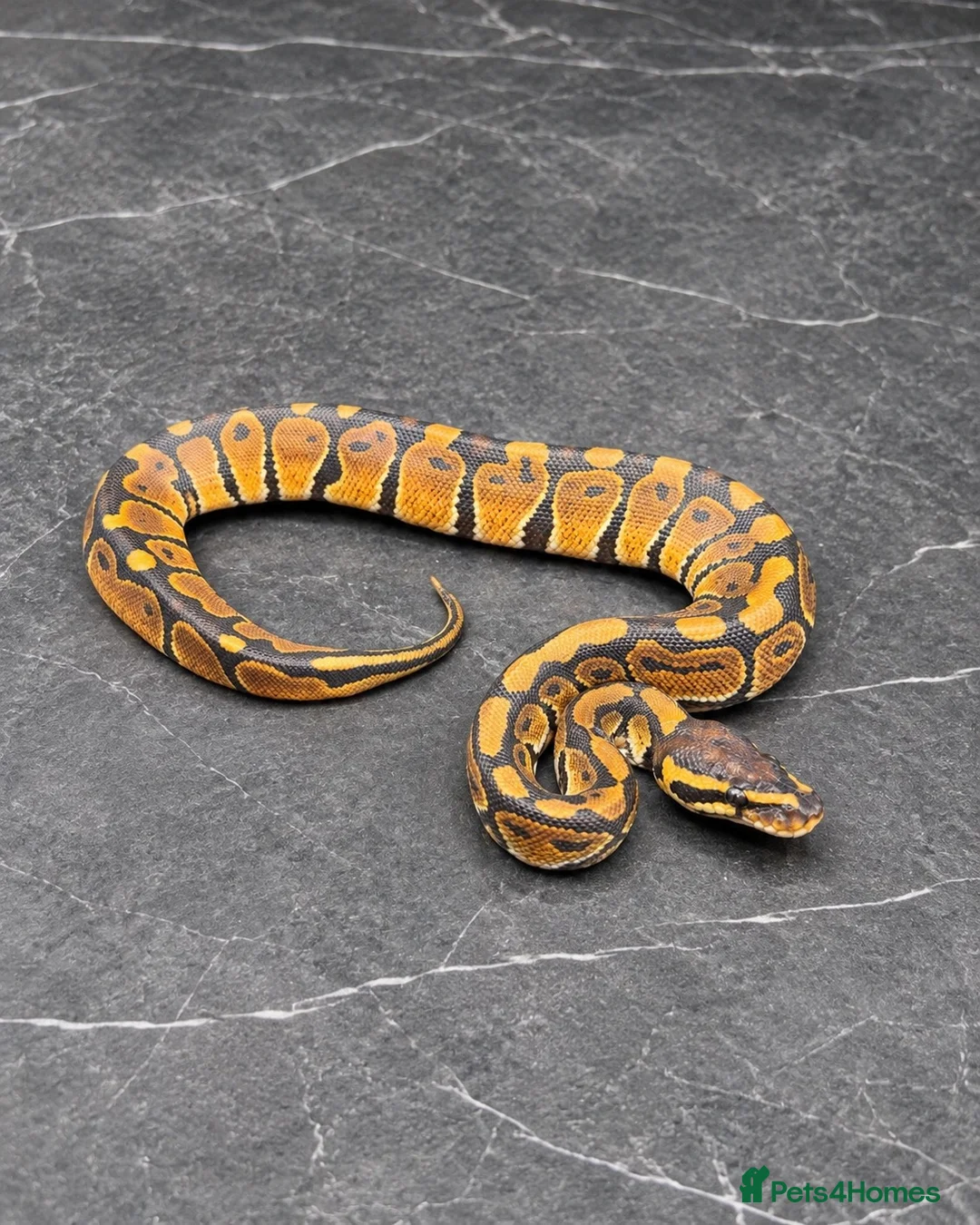 Python Snake reptiles for sale: Baby / Juvenile Ball Pythons  - Advert 13
