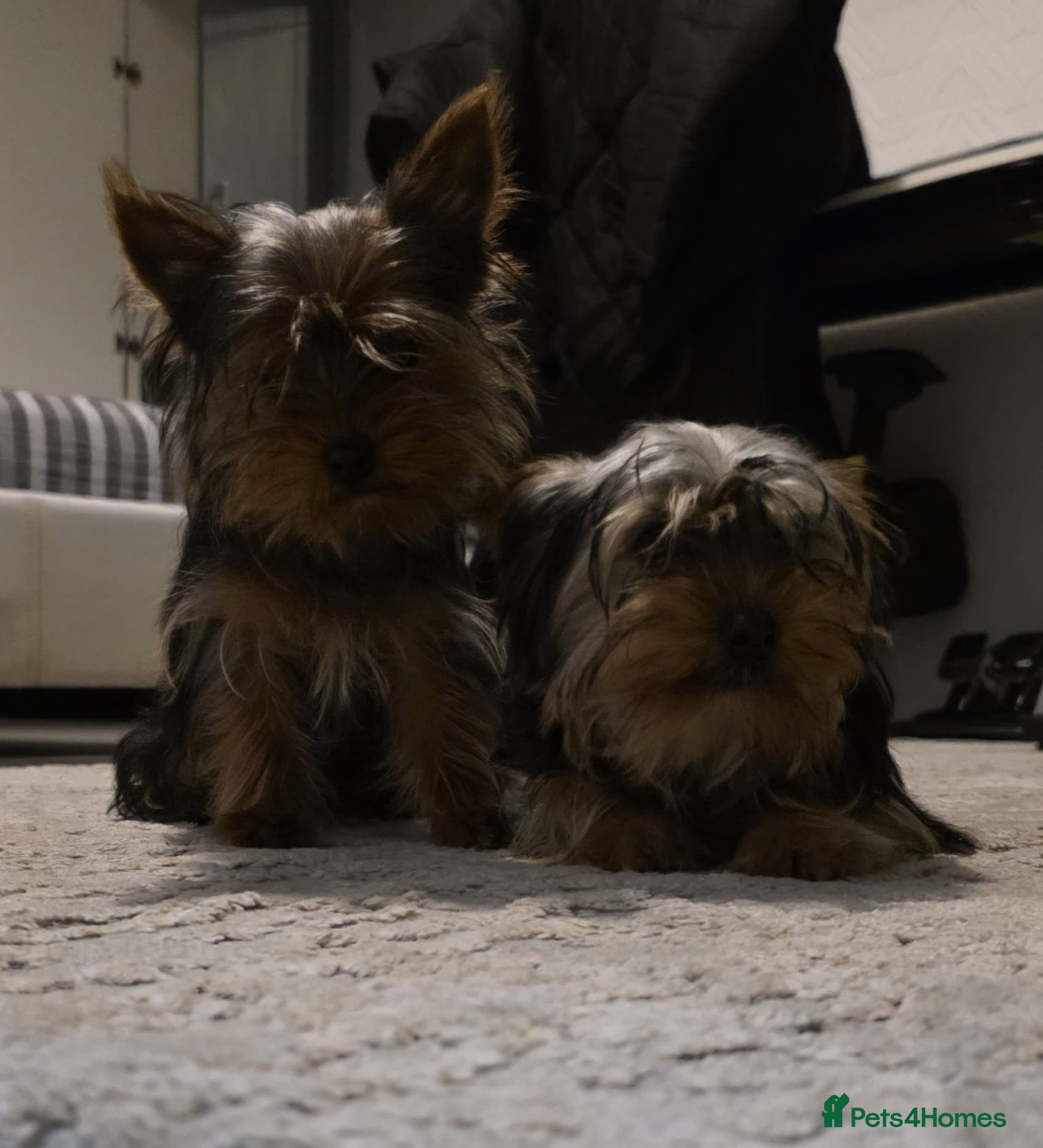 Yorkshire Terrier dogs Yorkshire  - Advert 1