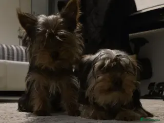 Yorkshire Terrier dogs Yorkshire - Advert 15