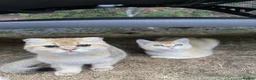Scottish Fold cats for sale: PUREBRED GOLDEN CHINCHILLA SCOTTISH FOLD KITTENS  in Basildon - Advert 6