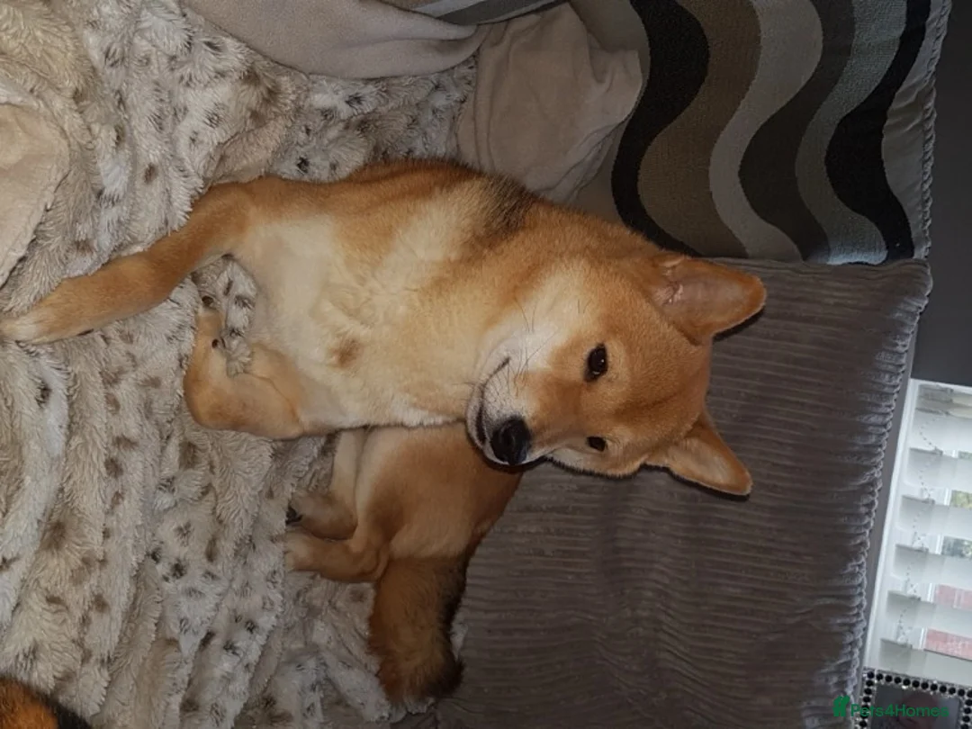 Japanese Shiba Inu dogs for stud: Proven, KC Registered, Shiba Inu Stud in Dewsbury - Advert 6