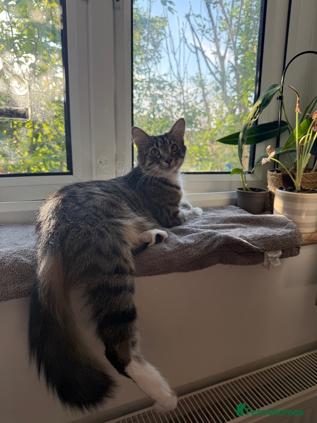 Bengal cats for sale: Gorgeous friendly girl for rehome🤍 - Advert 3