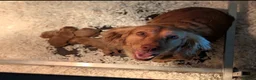 Cocker Spaniel dogs for sale: Champion working pedigree Gold/Red Cocker Spaniels in Doncaster - Advert 6