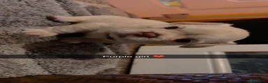 French Bulldog 4
