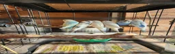 Budgerigars birds for sale: Baby budgies for sale - Advert 3