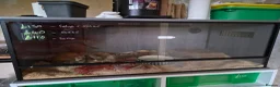 Mixed Breed reptiles for sale: Reptile collection up for sale - Advert 12