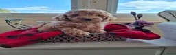Cavapoo dogs for sale: One boy left deep red colour  - Advert 17