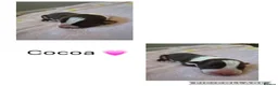 Border Collie dogs for sale: Border Collie puppies in Manchester - Advert 5